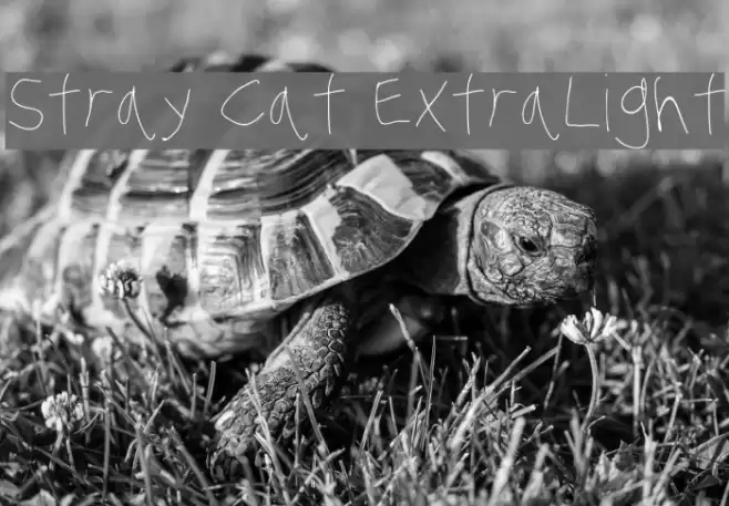 Stray Cat ExtraLight Font examples