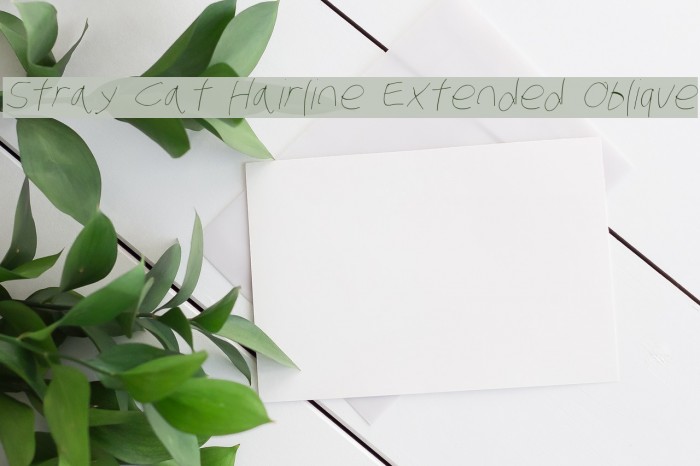 Stray Cat Hairline Extended Oblique Font examples