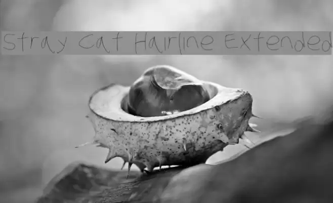 Stray Cat Hairline Extended Font examples