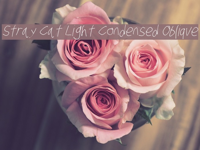Stray Cat Light Condensed Oblique Font examples