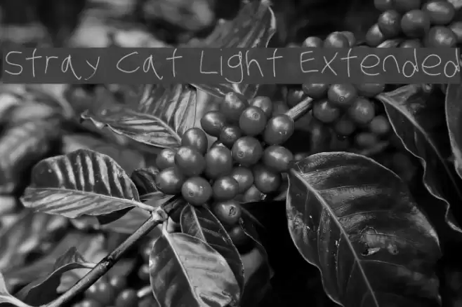 Stray Cat Light Extended Font examples