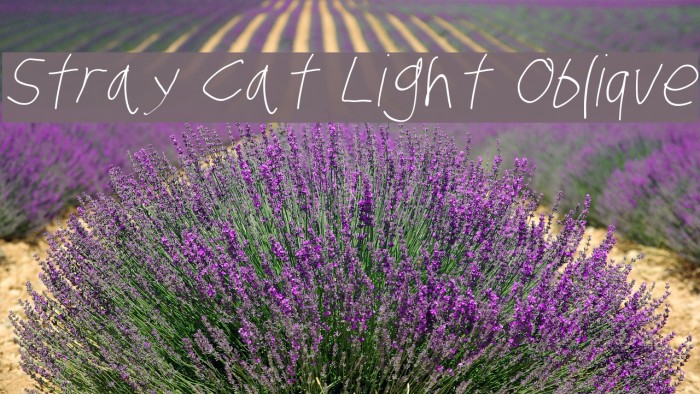 Stray Cat Light Oblique Font examples