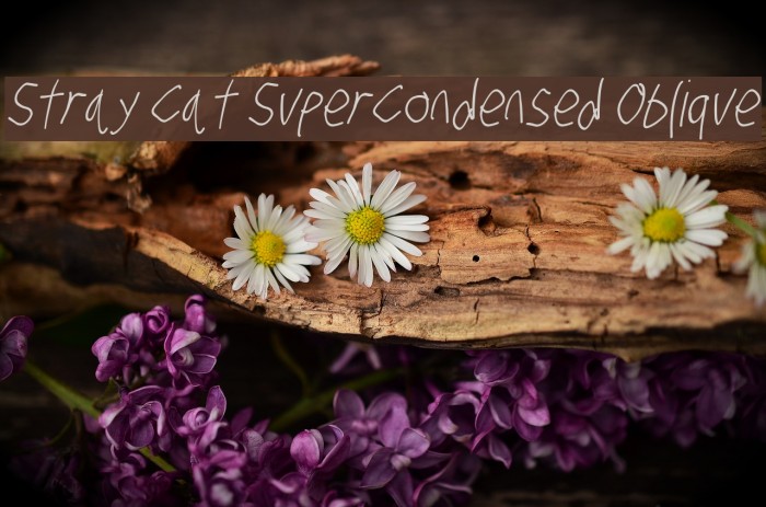 Stray Cat SuperCondensed Oblique Font examples