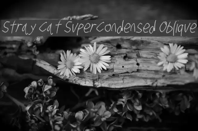 Stray Cat SuperCondensed Oblique examples