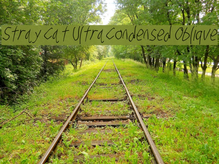 Stray Cat UltraCondensed Oblique Font examples