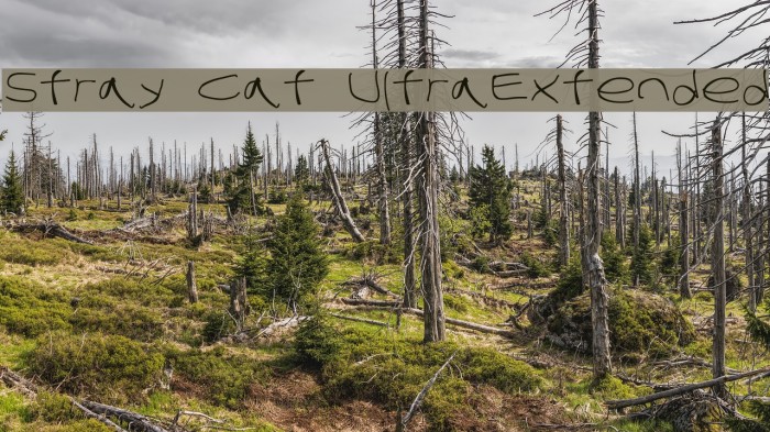 Stray Cat UltraExtended Font examples