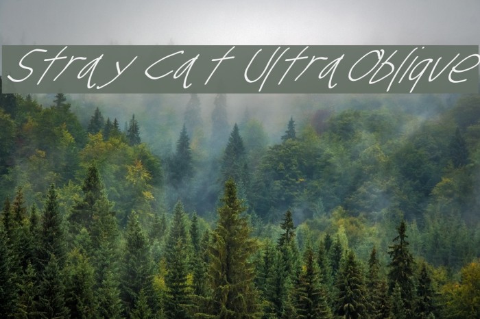 Stray Cat UltraOblique Font examples