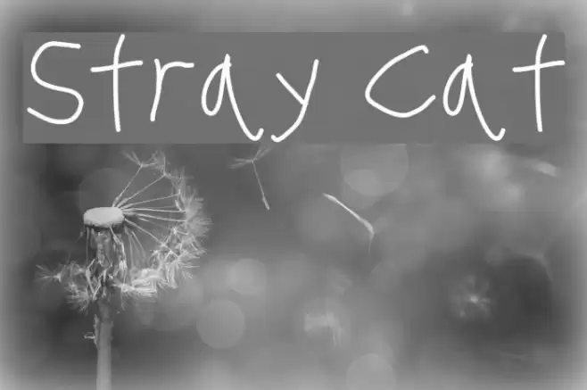 Stray Cat フォント examples