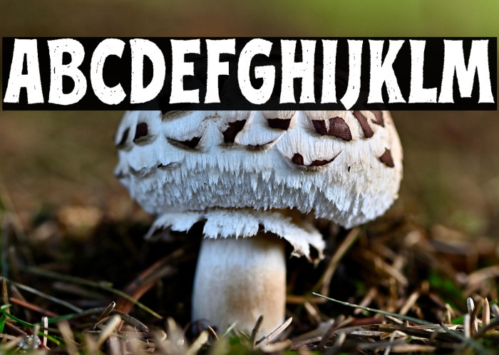 Street Culture Regular Example 1