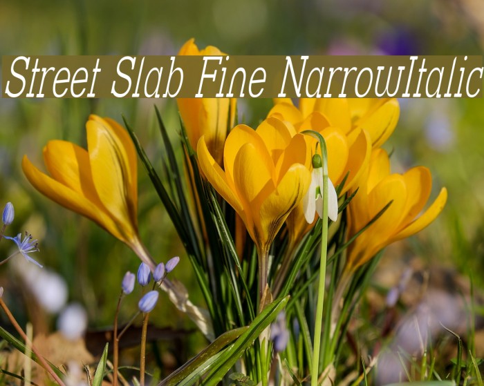 Street Slab Fine NarrowItalic Font examples