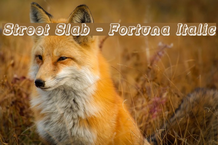 Street Slab - Fortuna Italic Font examples