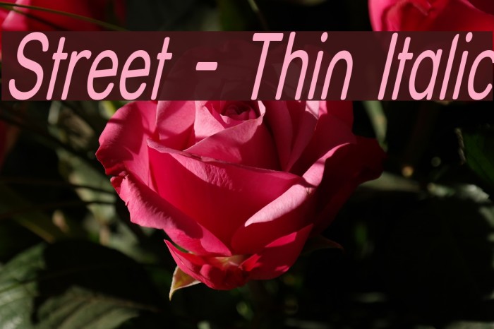 Street - Thin Italic Font examples