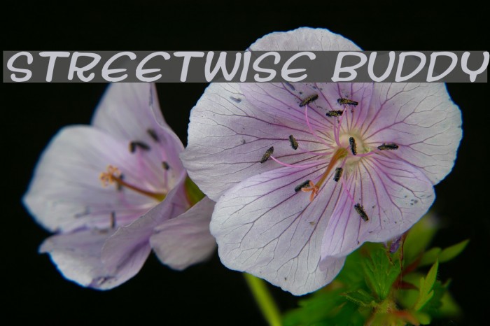 Streetwise buddy Font examples