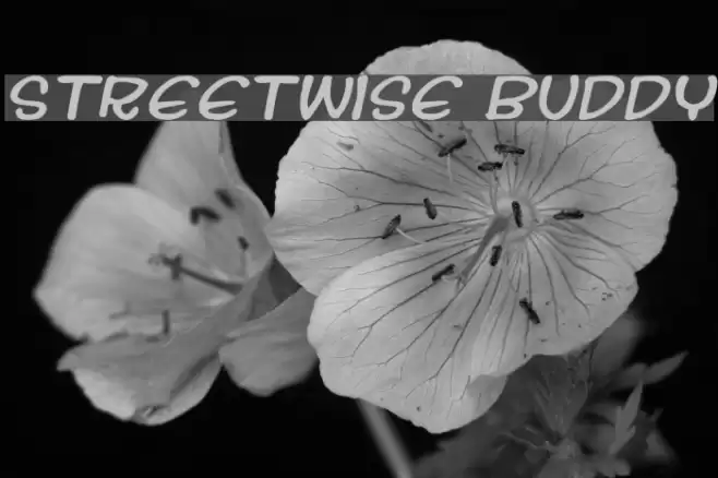 Streetwise buddy Шрифта examples