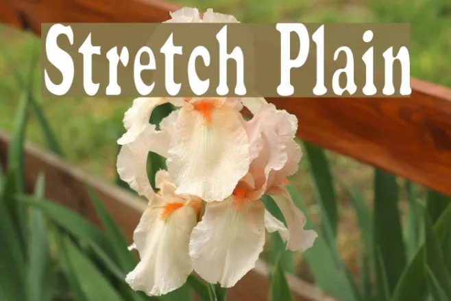 Stretch  Plain Example 2