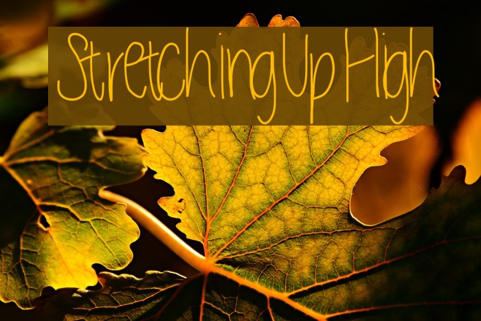 StretchingUpHigh Example 2