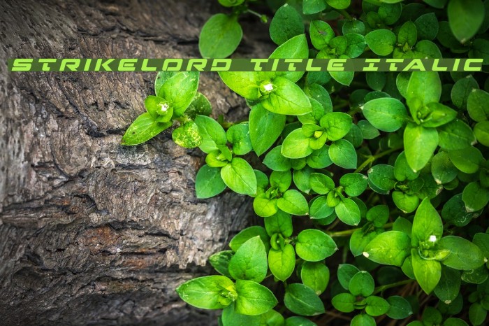 Strikelord Title Italic Font examples
