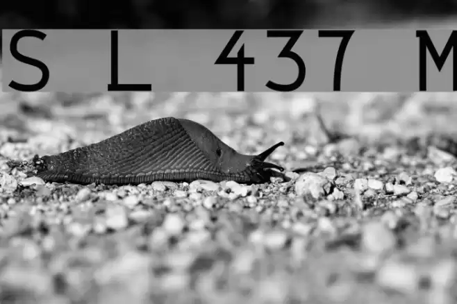 String Literal 437 Medium Font examples