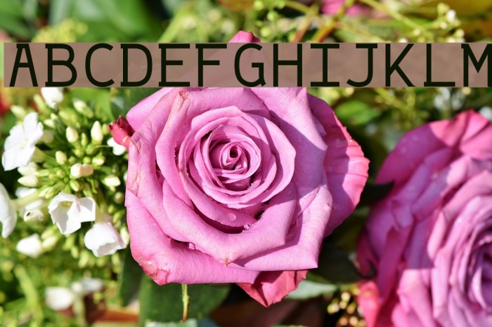 String Variable Medium Font examples