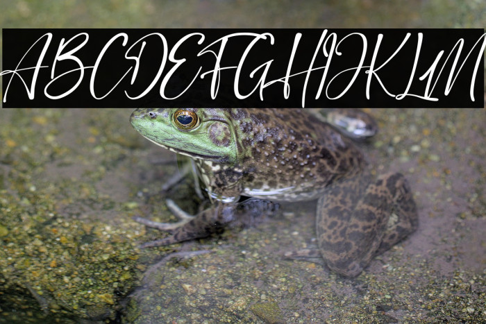 Stringlabs Script Example 1