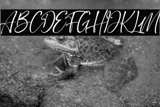 Stringlabs Script Polices examples