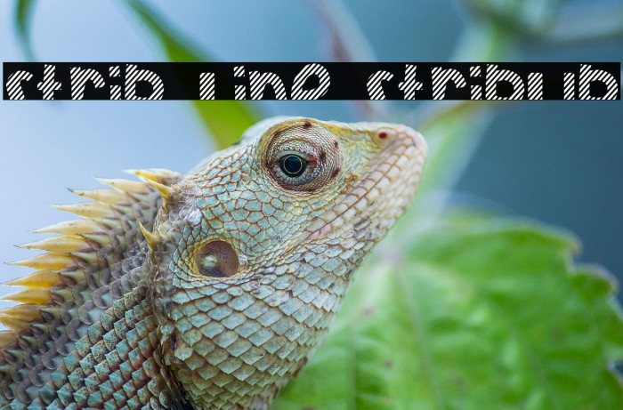 Strip Line StripUp Example 2