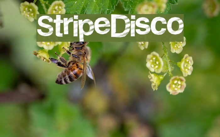 StripeDisco Font examples