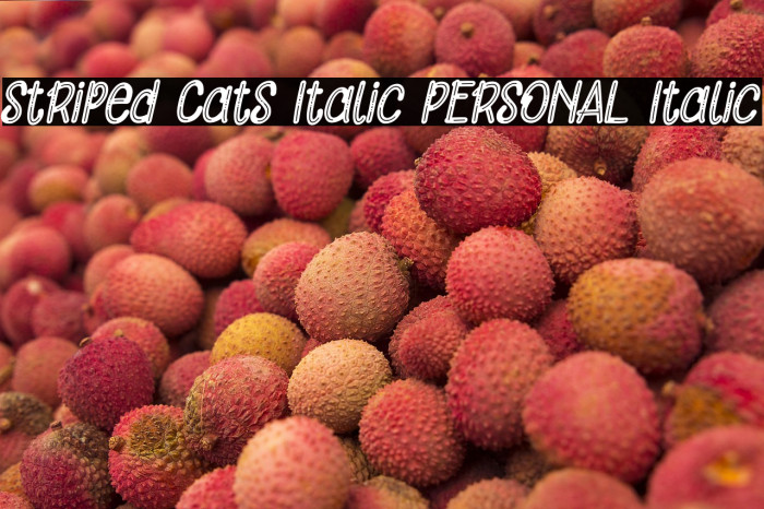 Striped Cats Italic PERSONAL Italic Example 2