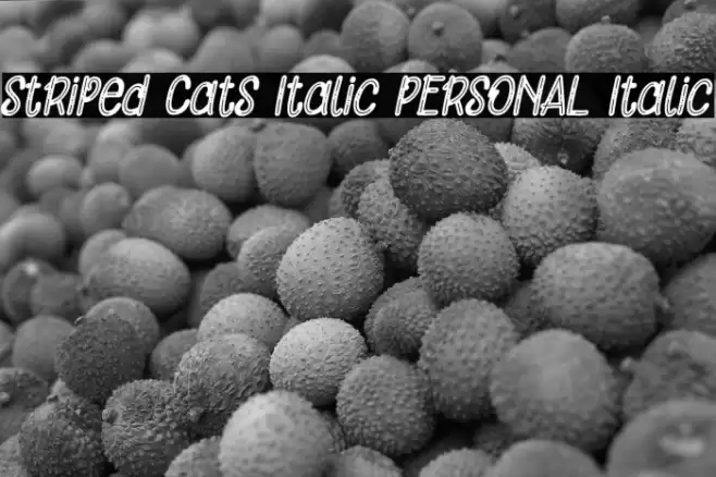Striped Cats Italic PERSONAL Italic Font examples