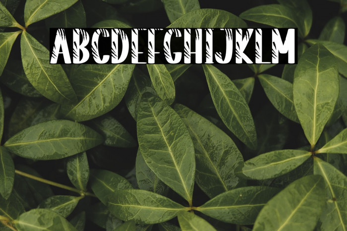 Striped Tiger Example 1