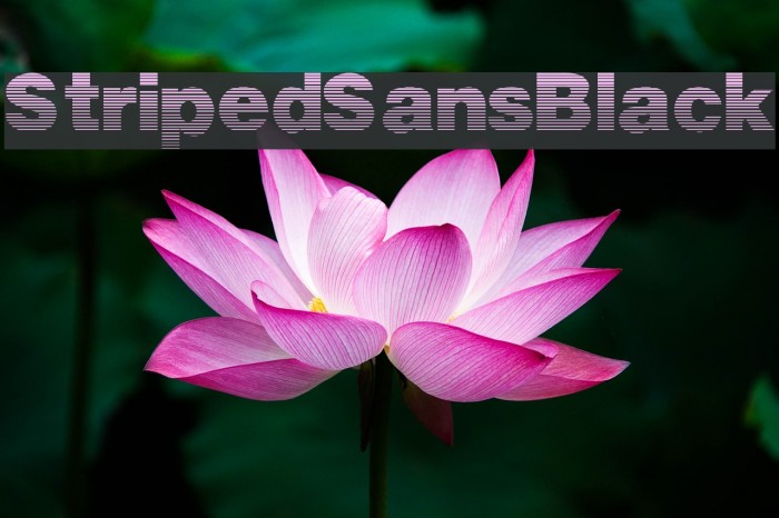 StripedSansBlack Font examples