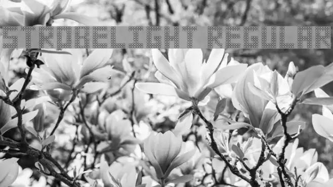 Strobelight Regular Font examples