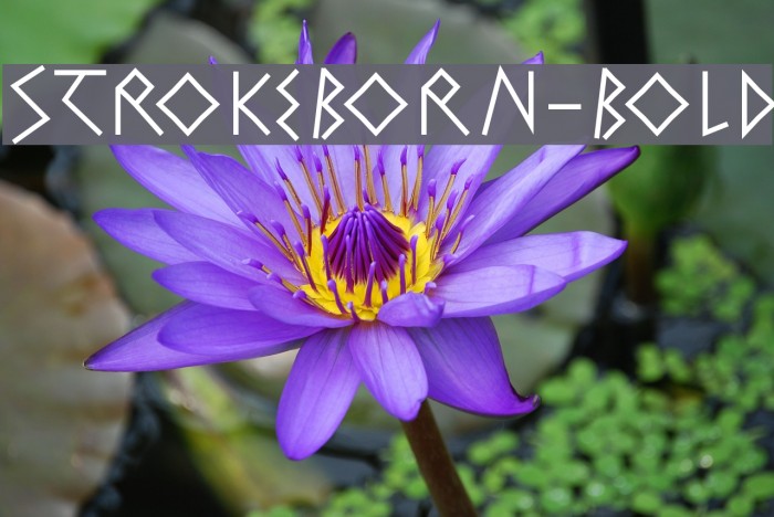 StrokeBorn-Bold Font examples