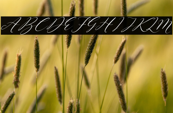 Sttevanie Barbara Italic Example 2