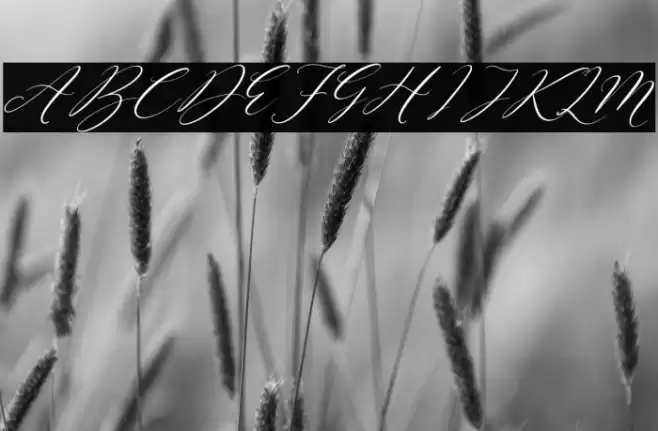 Sttevanie Barbara Italic Font examples