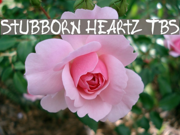 Stubborn Heartz TBS Font examples