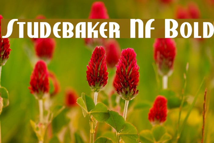 Studebaker NF Bold Font examples