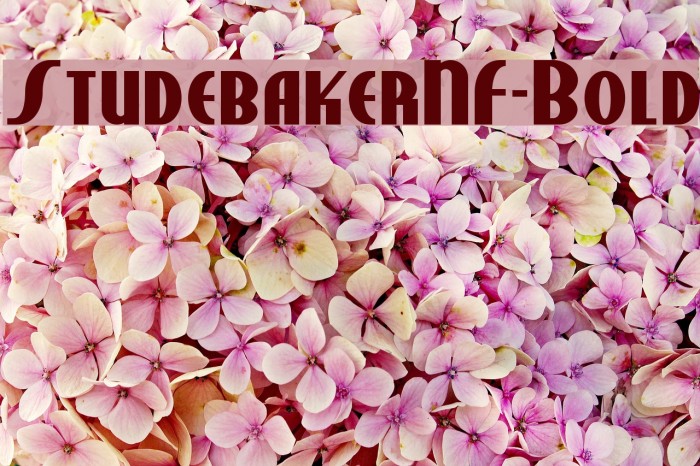 StudebakerNF-Bold Font examples