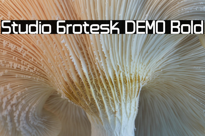 Studio Grotesk DEMO Bold Example 2