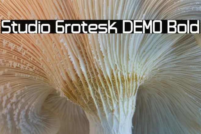Studio Grotesk DEMO Bold Example 2