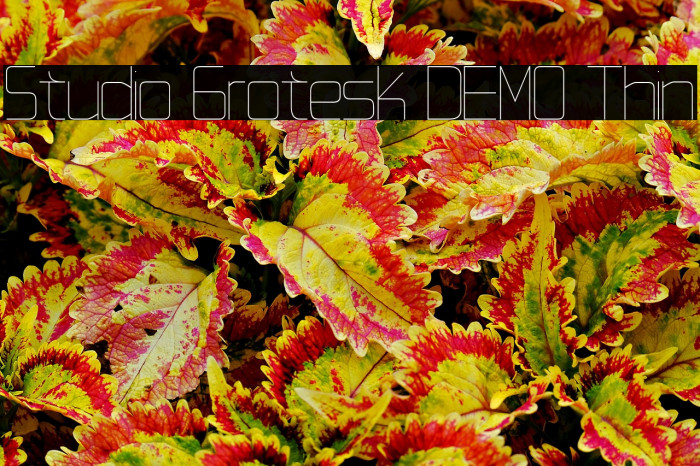 Studio Grotesk DEMO Thin Example 1