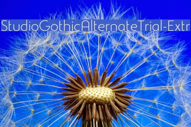 StudioGothicAlternateTrial-Extr Example 3