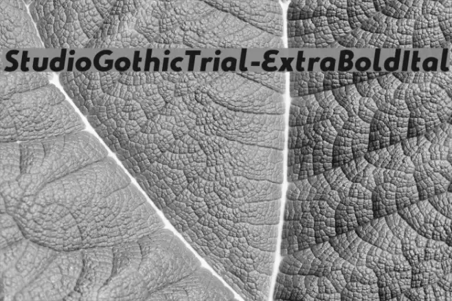 StudioGothicTrial-ExtraBoldItal Font examples
