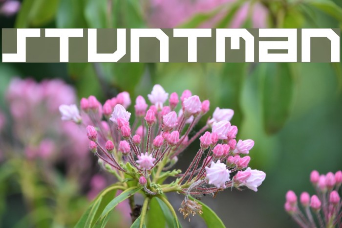 Stuntman Font examples