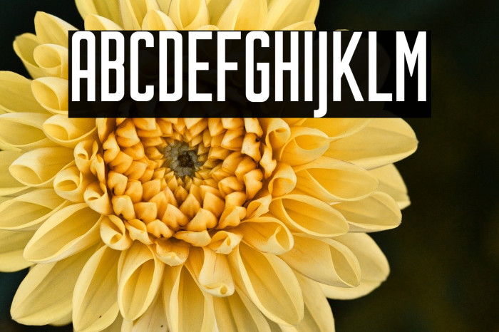 Sturkopf Grotesk Example 2