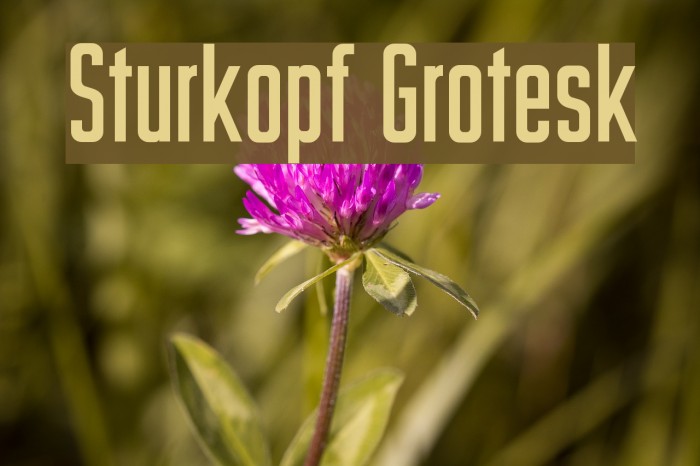 Sturkopf Grotesk Font examples