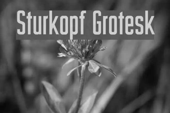 Sturkopf Grotesk Polices examples