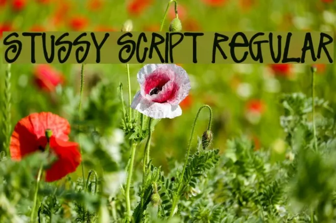 Stussy Script Regular Example 2