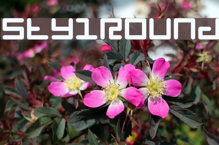 StylRound Font examples
