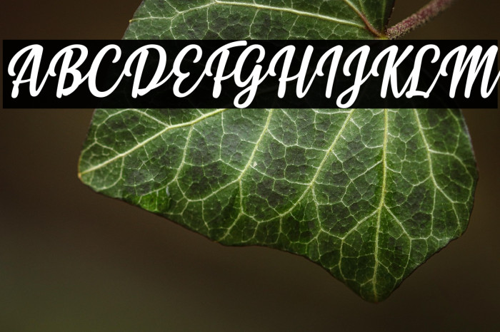 Styla Italic Example 2